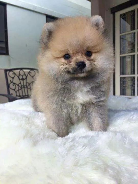 Spitz Alemão 