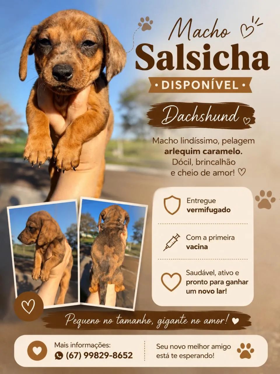 Salsicha arlequim macho