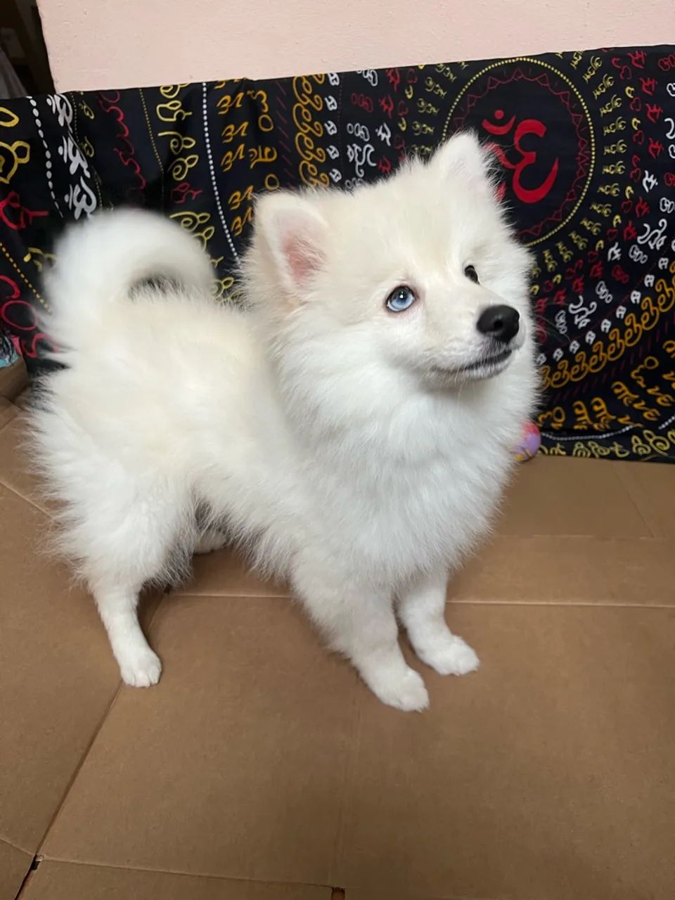 Pomsky f3 - Foto 3