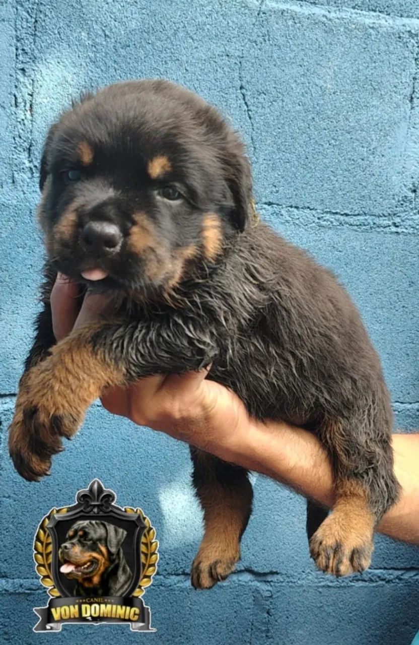 FILHOTES DE ROTTWEILER - COM PEDIGREE CBKC - Cachorros - Praia do ...