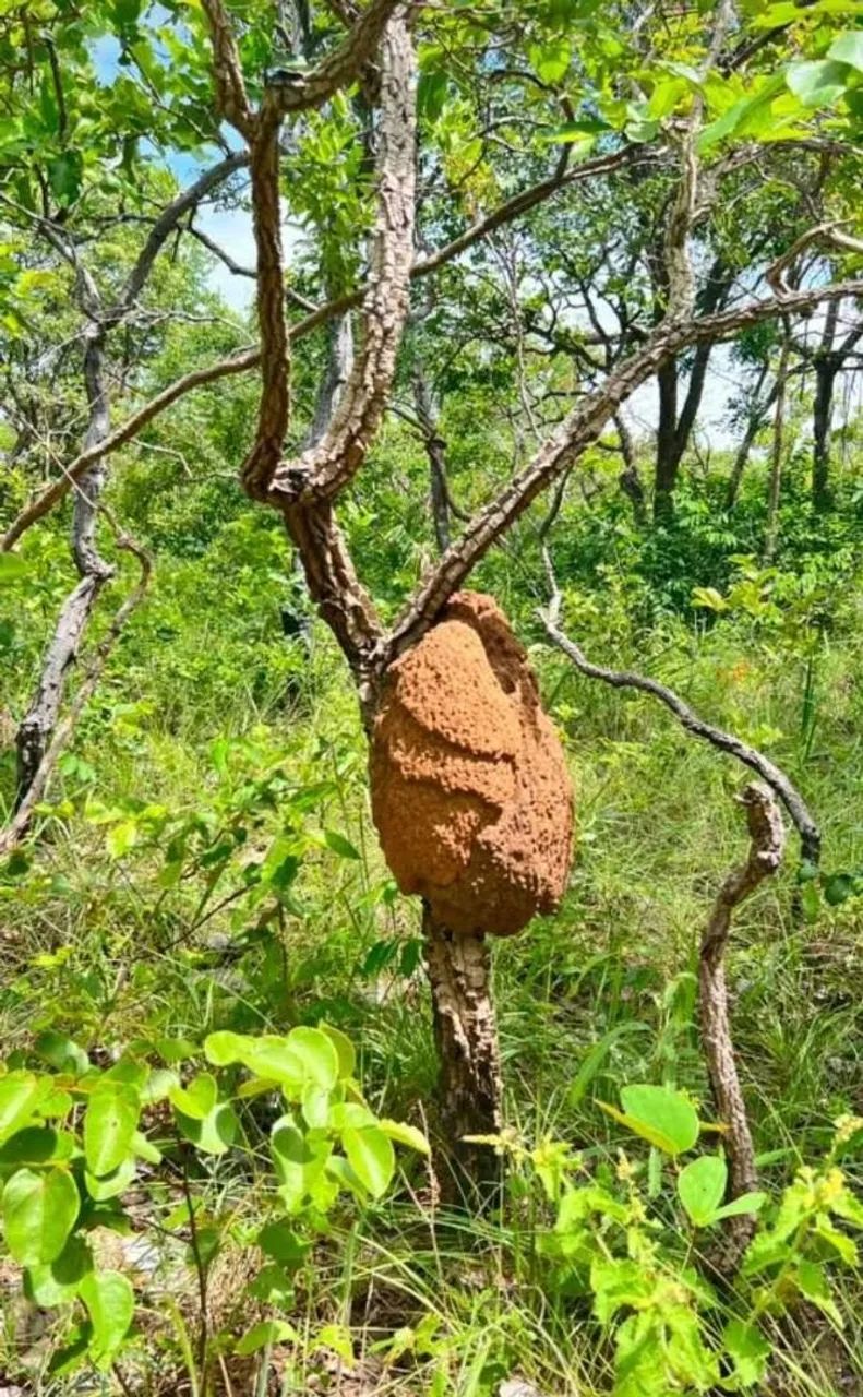 Fazenda em Plano Diretor Sul - Palmas - Foto 2