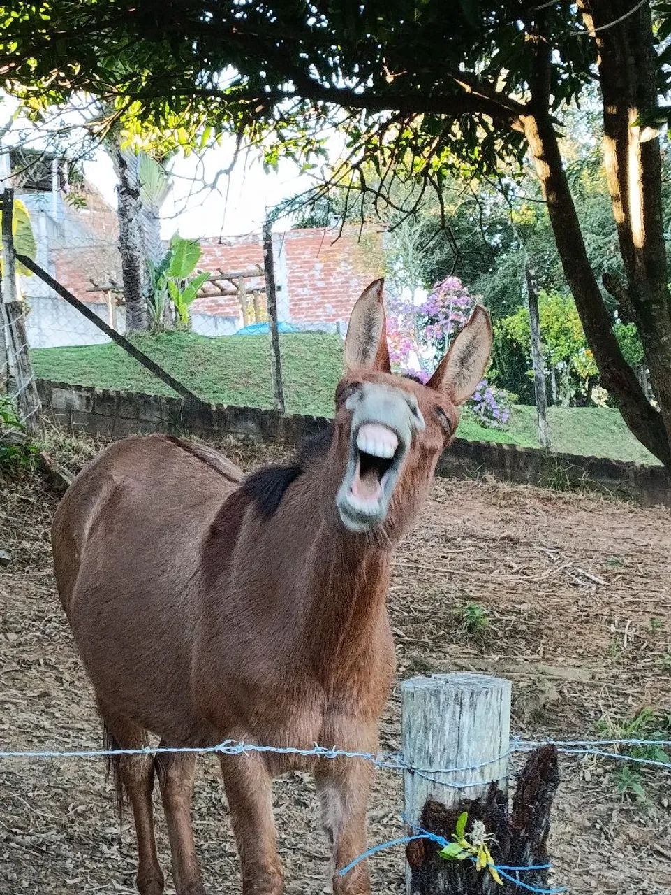 Cavalo/mula - Foto 5