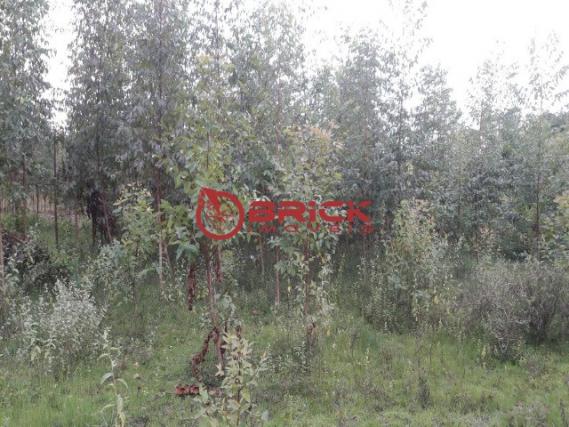 Terreno com 40.000m² e com 5.000 pés de eucalipto em papucaia - Foto 2
