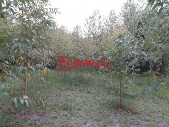 Terreno com 40.000m² e com 5.000 pés de eucalipto em papucaia - Foto 7