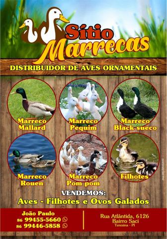 Marrecos domésticos