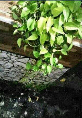 Plantas - Foto 4