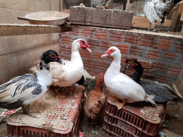 Pato