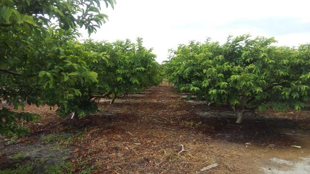 16 Ha irrigado Baixa Acaraú próximo do Marco - Foto 4