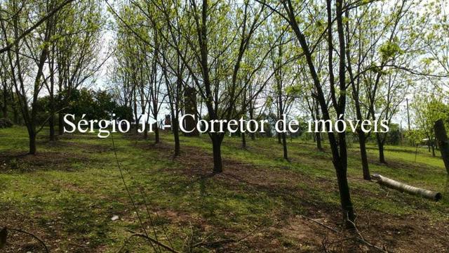 Sítio com 6.000m², casa, piscina em Montenegro - Foto 7