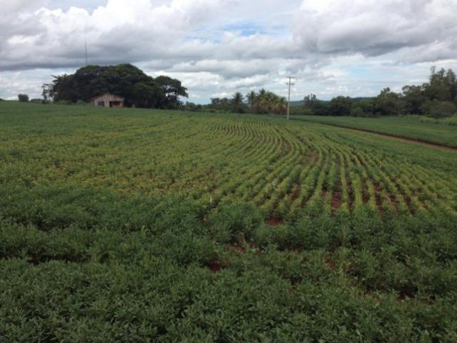 234 Hectares - 97 Alqueires - Planta 52 Alqueires - Palmeira - Foto 10