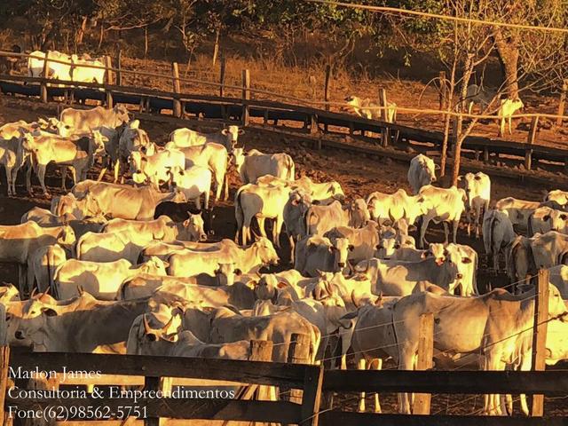 Fazenda em Porangatu!!