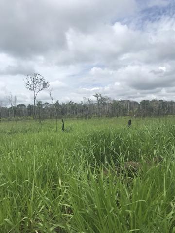 Vendo área de fazenda na Br 319 AM próximo a Porto Velho/Ro - Foto 11