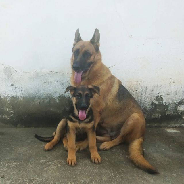 Cachorros