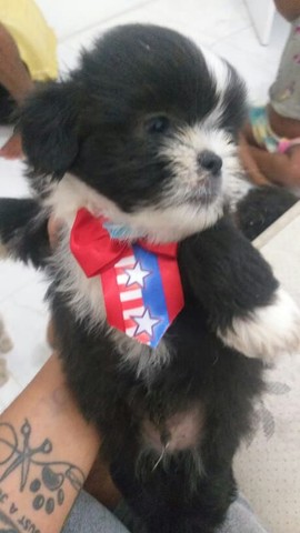 Shih tzu 