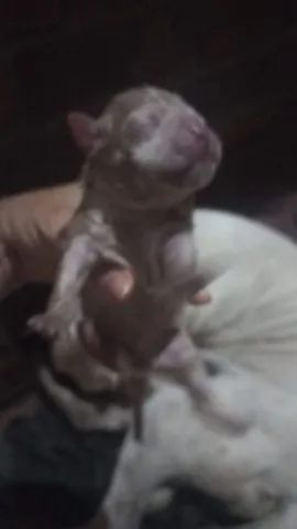 Boxer puro  - Foto 5