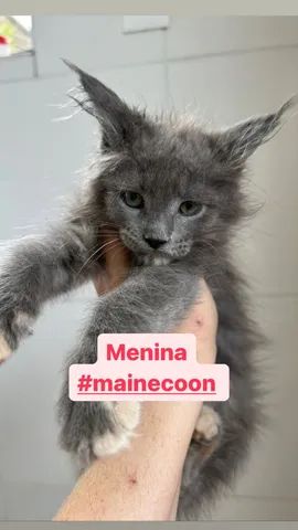 MAINE COON 