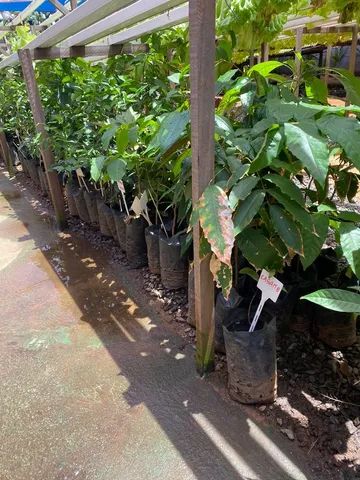 Mudas de Nativas do Cerrado, Frutíferas e Raras