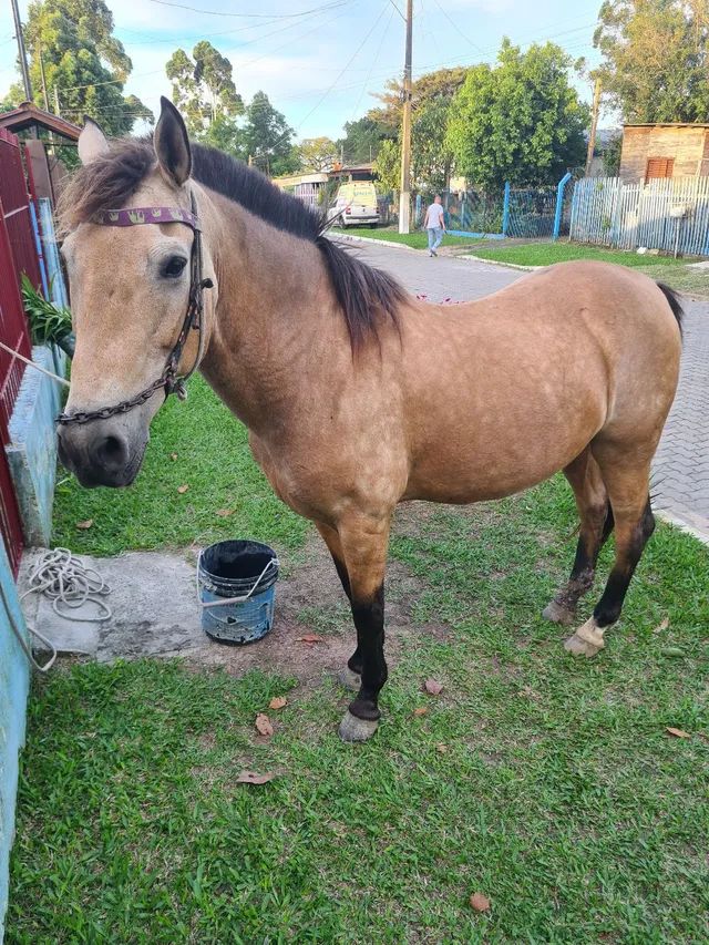 Cavalo baio manso - Foto 3