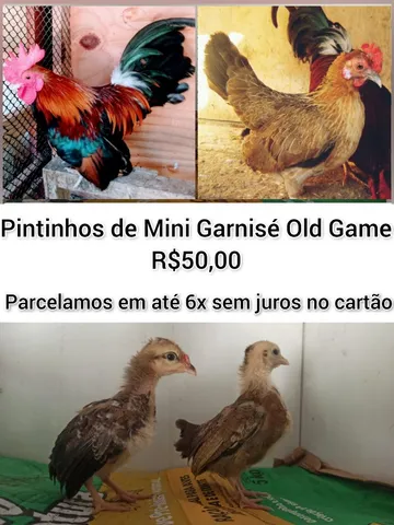 Old Games  Goiânia GO