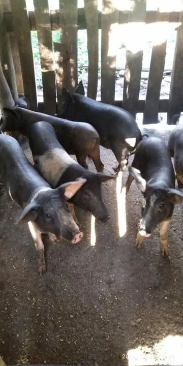 Porcos para venda - Foto 2