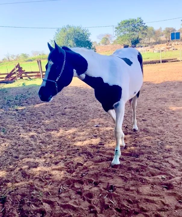 Égua prenha  P.O - Foto 4