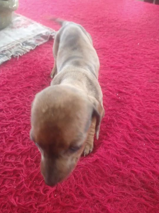 Bassê,, fêmea e machinho  - Foto 5