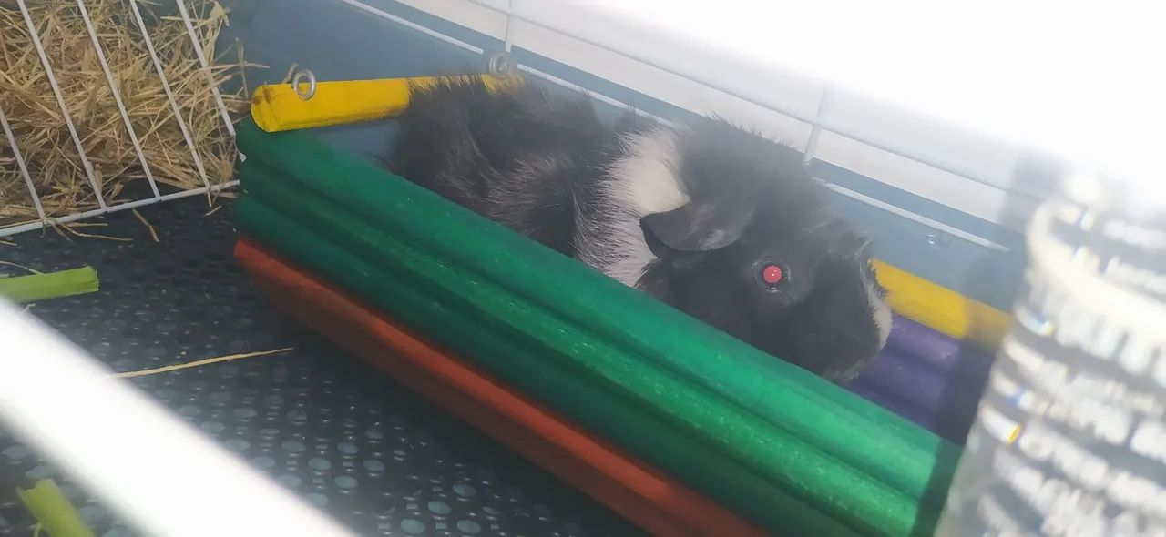 Porquinho da índia  - Foto 3