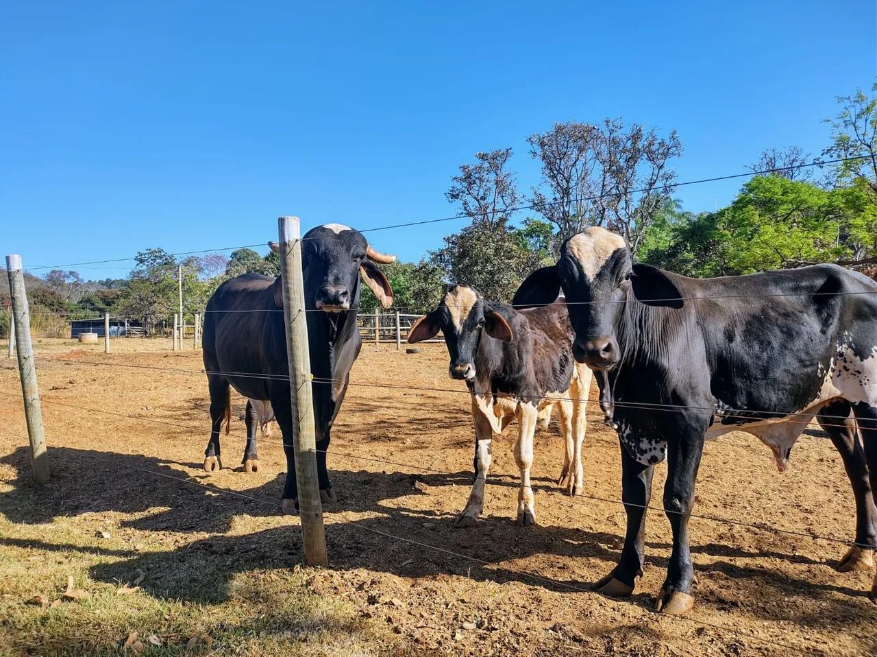 Venda ou troca Três 1 boi 1 já cobrindo e 1 garrote - Foto 3