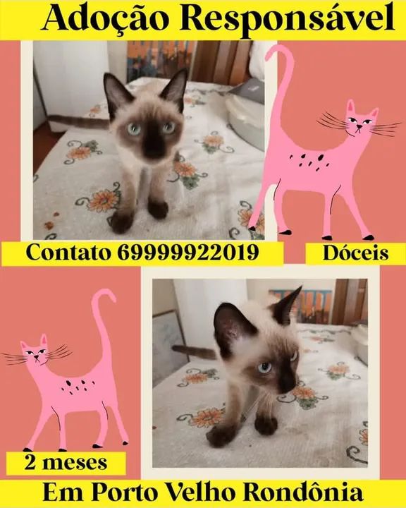 Gatinhos Siameses para adoção responsável