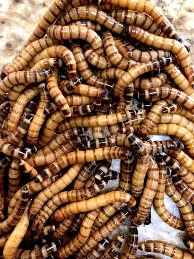 Baratas, Grilos, tenébrio Gigante e molitor, minhocas africanas e californianas - Foto 2