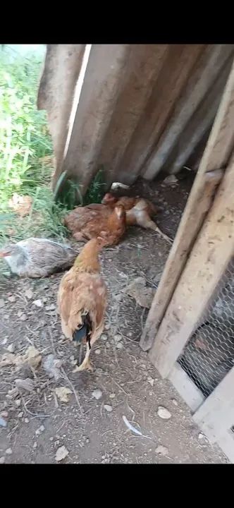 Galinha caipira  - Foto 6