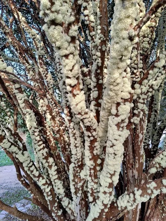 Pé de Jabuticaba Sabará 4m para quem retirar - Foto 6