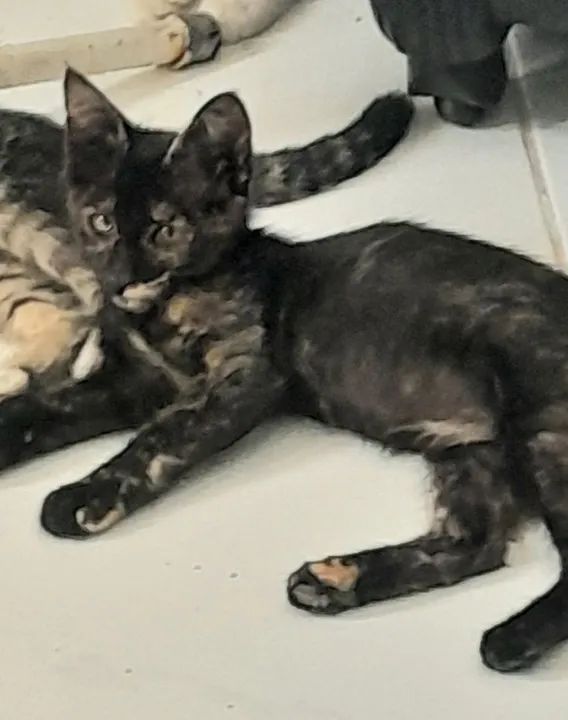 Gatinha Fofa para Adoção