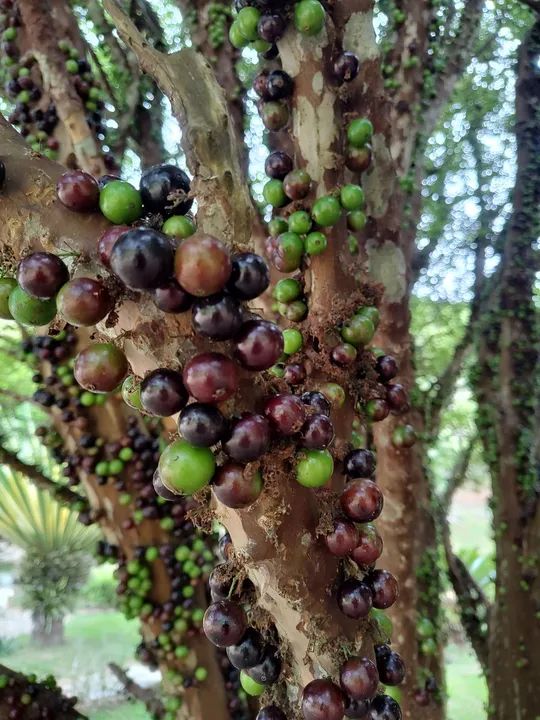 Pé de Jabuticaba Sabará 4m para quem retirar - Foto 2