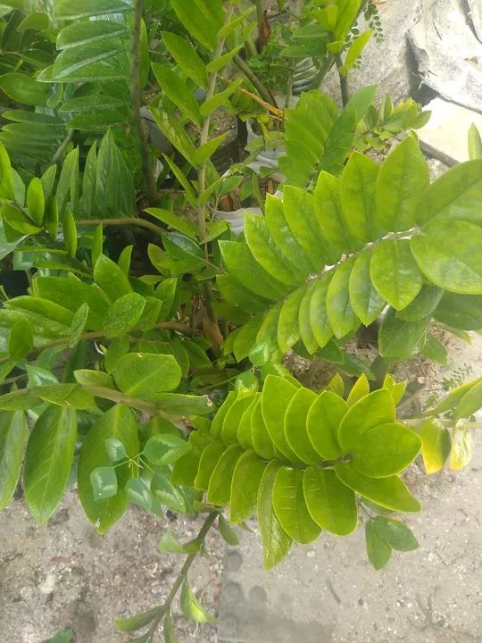 Mudas de Zamioculcas Zamiifolia - Foto 3