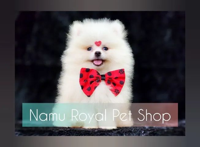 filhote de Spitz Alemão 