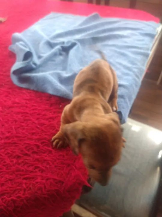 Bassê,, fêmea e machinho 