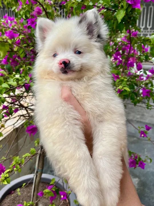 Filhotes de Spitz Alemão Fêmeas  - Foto 5