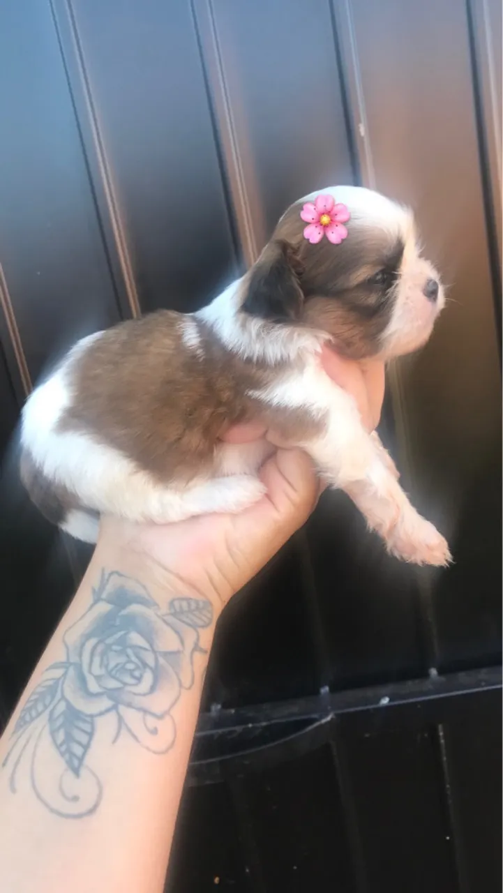 Shih Tzu filhote fêmea Dourados ms