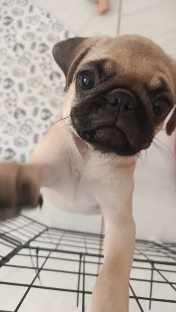 Filhote de Pug Fêmea
