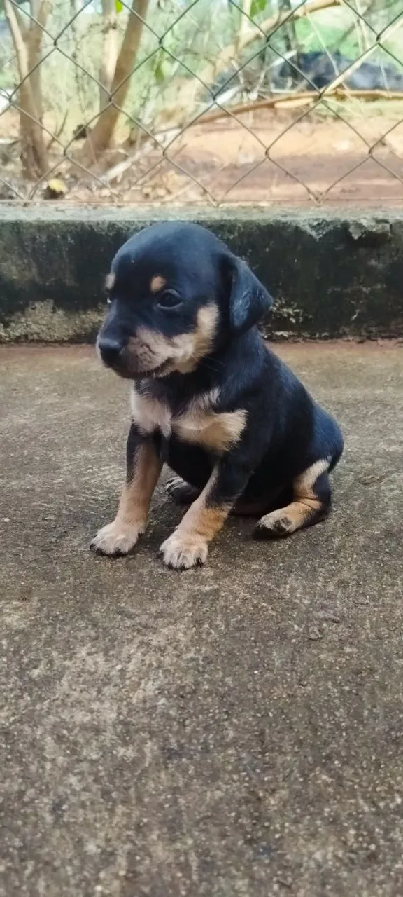 Filhote de Pincher com 35 dias.os 2 são machos
