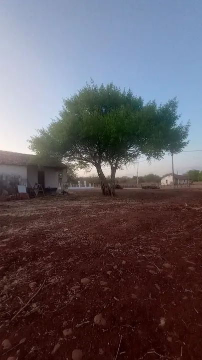 Sítio com casa muito boa Carnaubinha - Foto 3