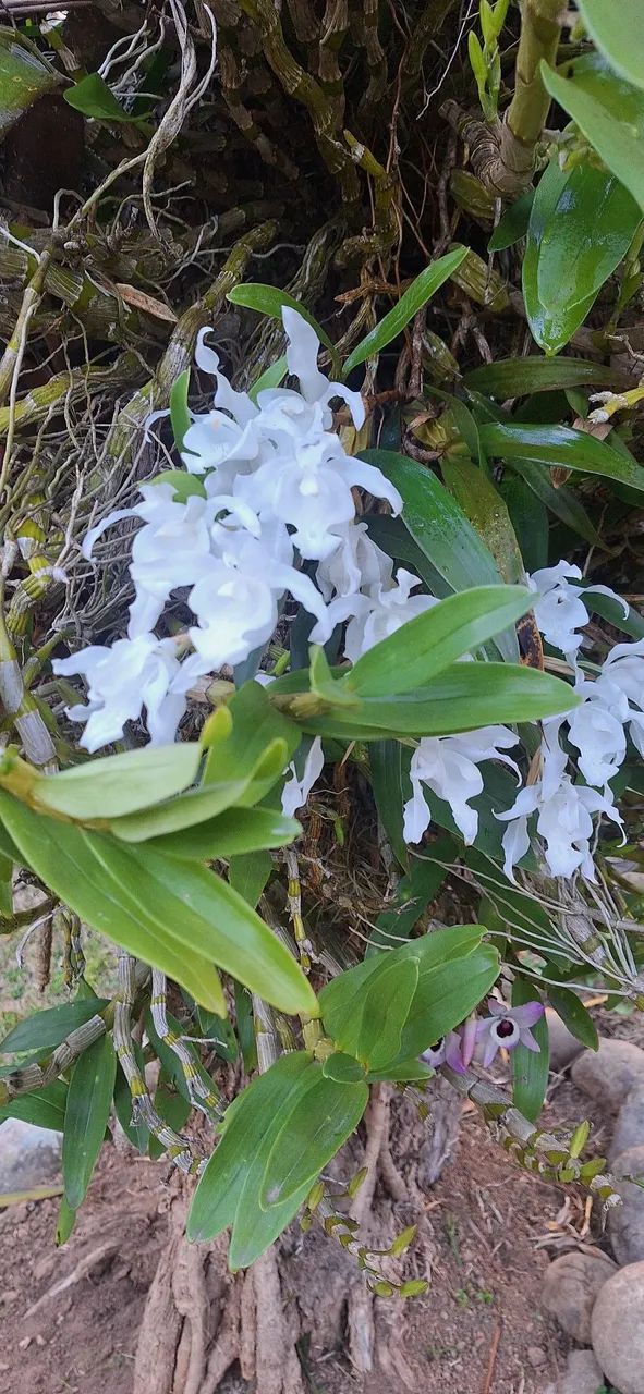 Orquídeas brancas (mudas) - Foto 2
