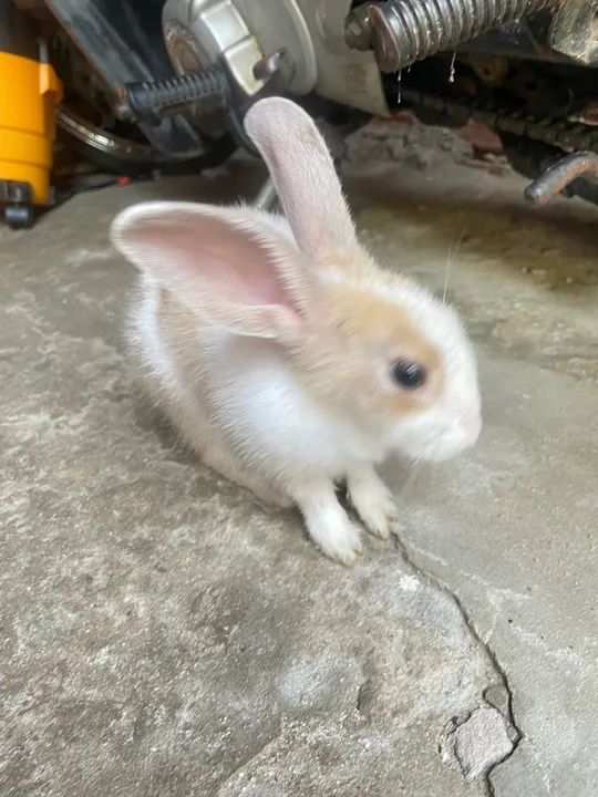 Coelhinho fofinho disponível para adoção - Foto 3