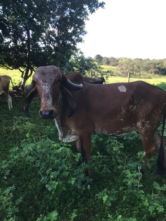 Gado gir e gironda e Jersey, estão e Planaltina go  - Foto 4