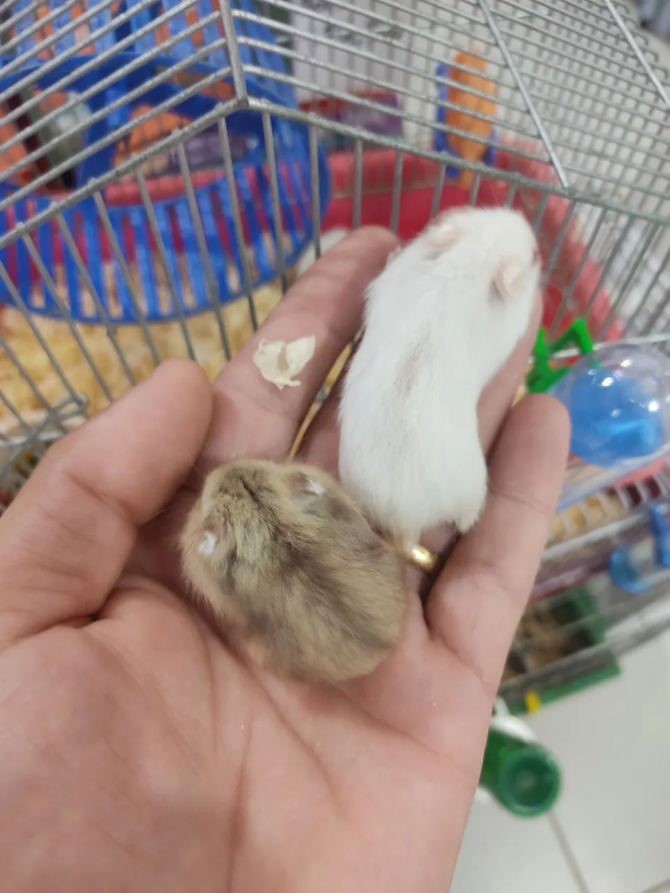 Hamster anão 