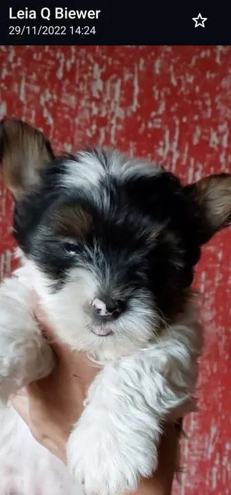 Lindos filhotes de Biewer Yorkshire 