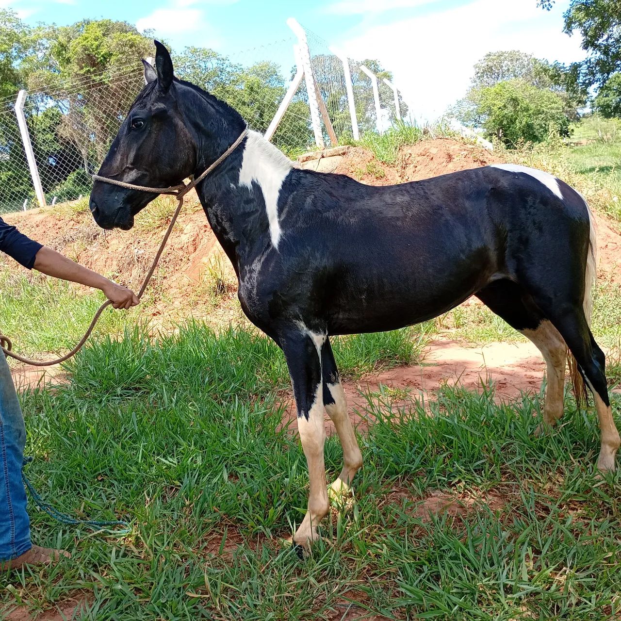 Cavalo manga larga  - Foto 2