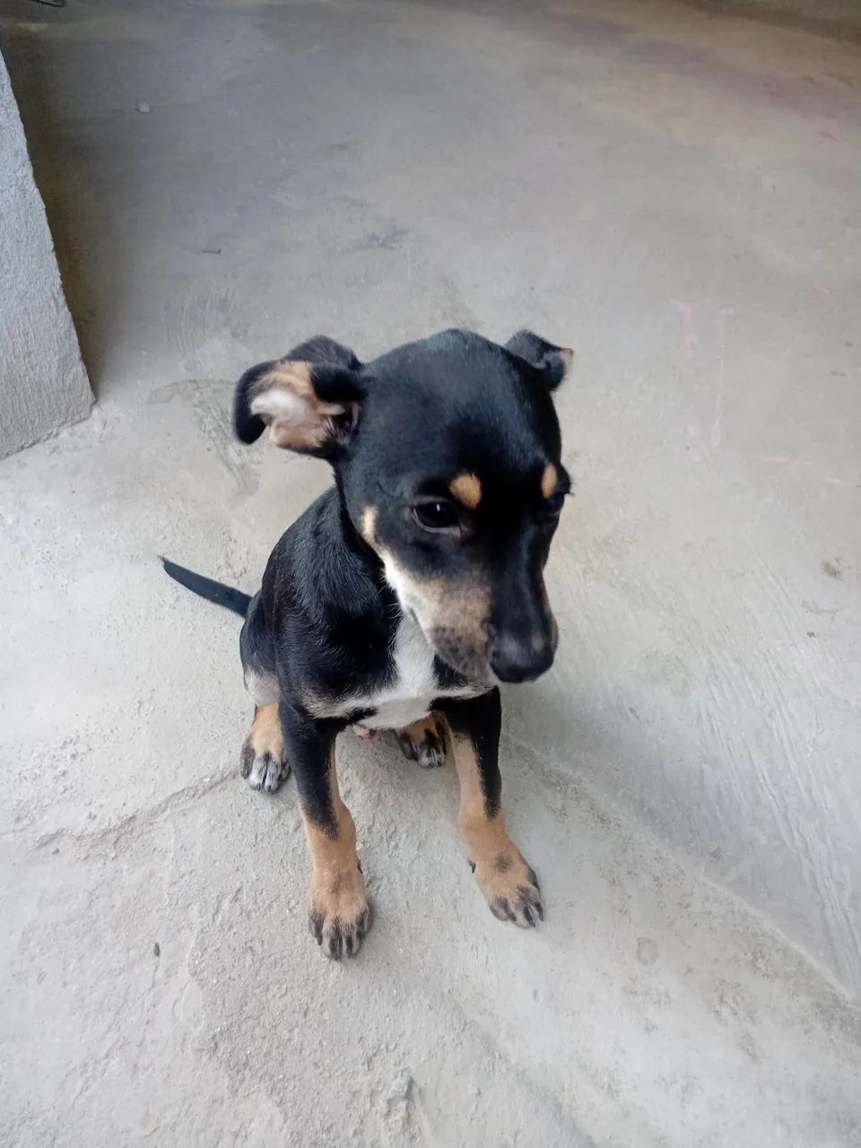 Filhote de cachorro Pinscher 02 - Foto 2