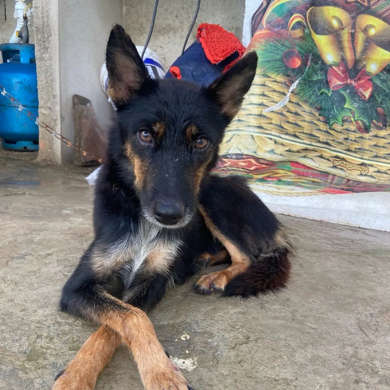 Mistura de Alemão para Adoção - Foto 6